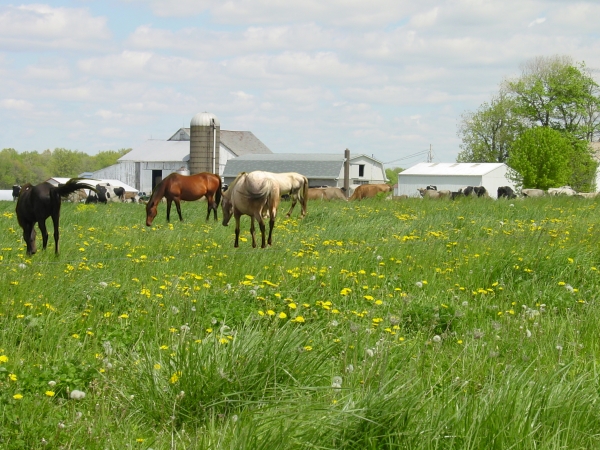 Creation of Spring Graze: Step 5